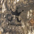 画像8: KINGSIZE（キングサイズ）“LOGO REAL TREE CAP” (8)
