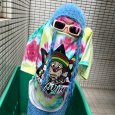 画像14: BUDS（バッズ）x GALFY “RAGGA 犬 TEE” (14)